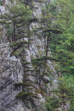 tasnei gorge, Romanya