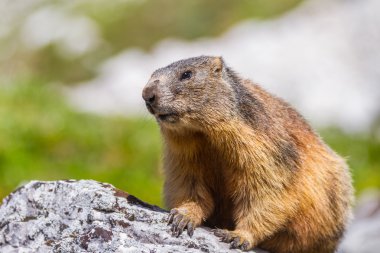 kaya Alp Dağ sıçanı (marmota marmota)