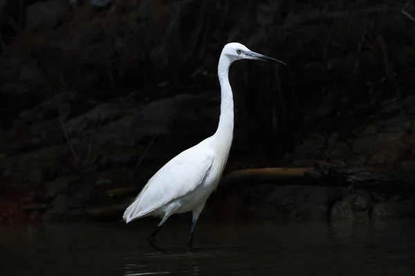 Little egret (Egretta garzetta) — Fotografie, imagine de stoc