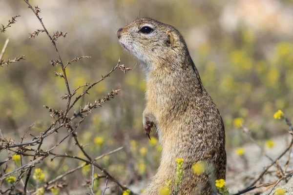 Prairiehond in het gras — Stockfoto