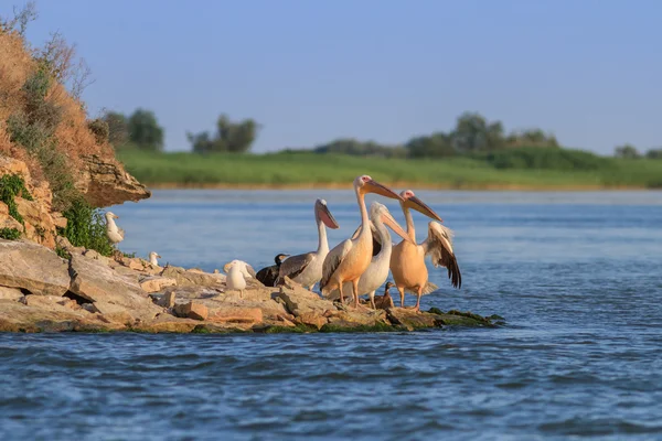 Pelicanos brancos (pelecanus onocrotalus ) — Fotografia de Stock