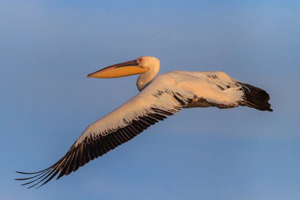 Vit pelikan (Pelecanus onocrotalus)) — Stockfoto