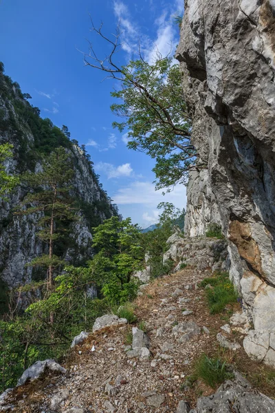 Tasnei 峡谷罗马尼亚 — 图库照片