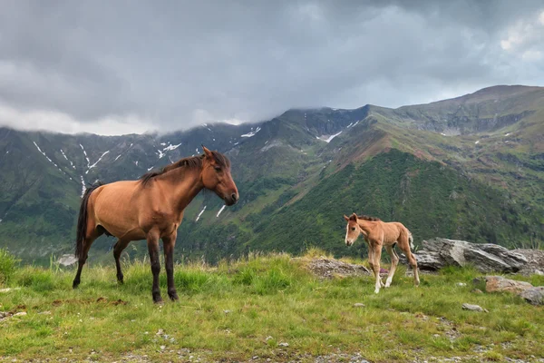 Caballos pastando — Foto de Stock