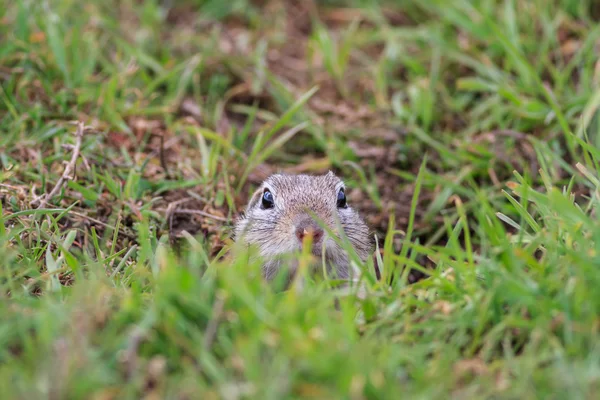 Cane della prateria (cynomys ludovicianus ) — Foto Stock