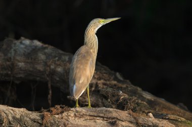Alaca balıkçıl (Ardeola ralloides)
