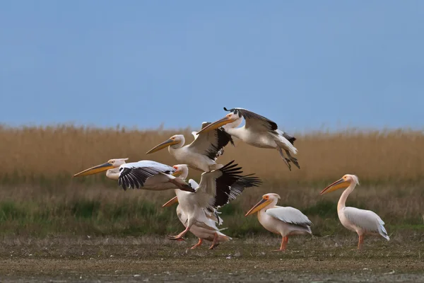 Vit pelikan (Pelecanus onocrotalus) — Stockfoto