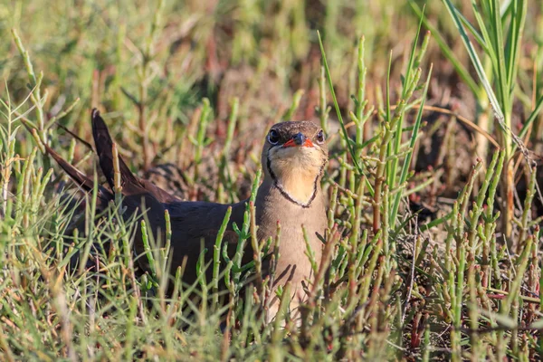 领的 pratincole (鸻) 在罗马尼亚多瑙河三角洲 — 图库照片