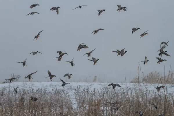 Divoké kachny v zimě — Stock fotografie