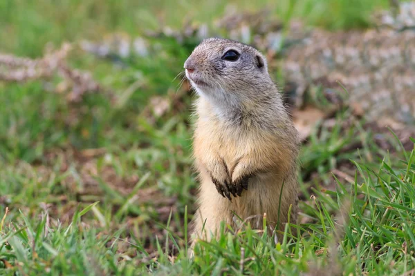 Prairie dog in the grass — Stock Photo, Image