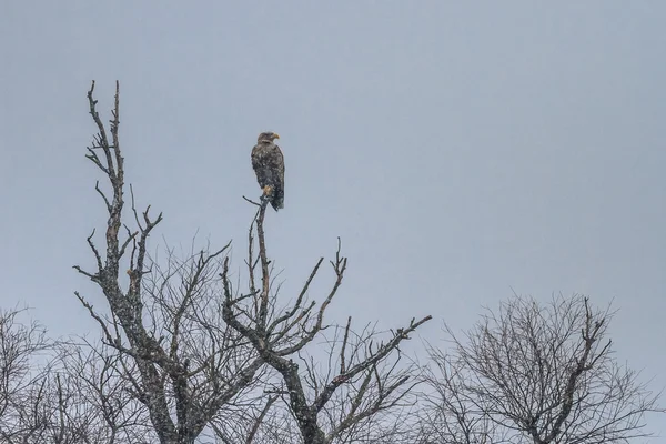 Witte staartadelaar in de winter — Stockfoto