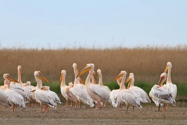 Pelicani în Delta Dunării — Fotografie, imagine de stoc