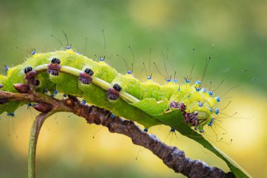 Dev tavus kuşu güvesinin tırtılı kiraz ağacı yaprağı yiyor.