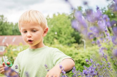 Sarışın küçük çocuk yazın makasıyla lavanta topluyor.