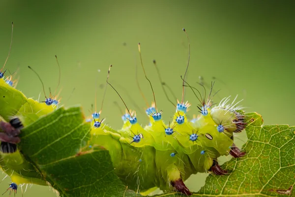 Dev tavus kuşu güvesinin tırtılı kiraz ağacı yaprağı yiyor.