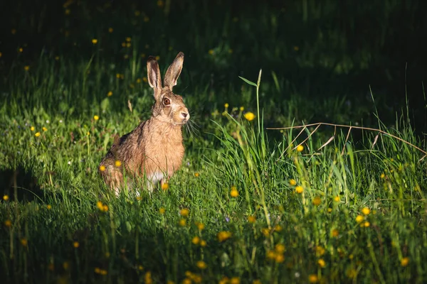Hare Κάθεται Βράδυ Φως Του Ήλιου Ένα Λιβάδι Ανεγερμένα Αυτιά — Φωτογραφία Αρχείου