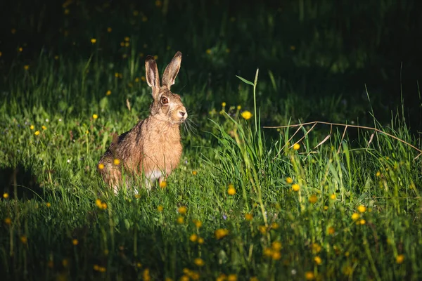 Lièvre Assis Dans Lumière Soleil Soir Une Prairie Avec Des — Photo