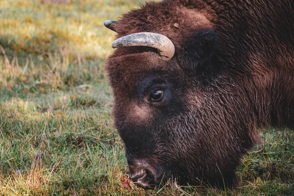 Cabeza Bisonte Americano Macho Pastando Tierras Distribución — Foto de Stock