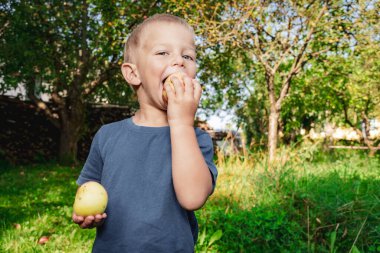 Meyve bahçesinde elma yiyen tatlı sarışın çocuk.