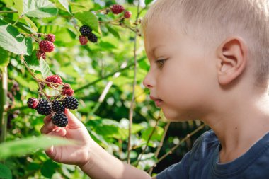 Şirin sarışın çocuk bahçede böğürtlen topluyor.