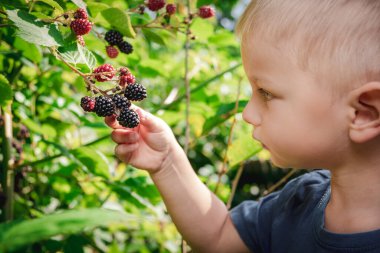 Şirin sarışın çocuk bahçede böğürtlen topluyor.