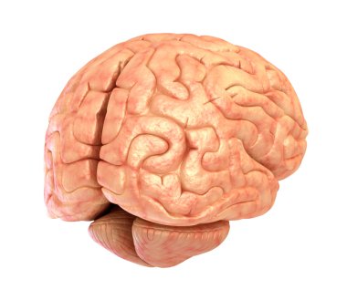 insan beyni 3d modeli, izole