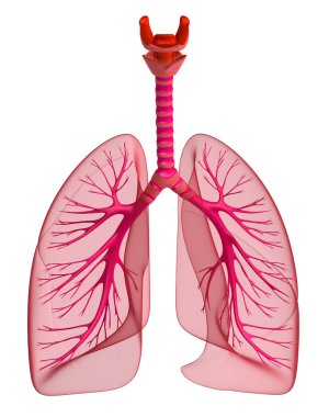 Akciğer - pulmoner sistem. beyaz izole Önden Görünüm