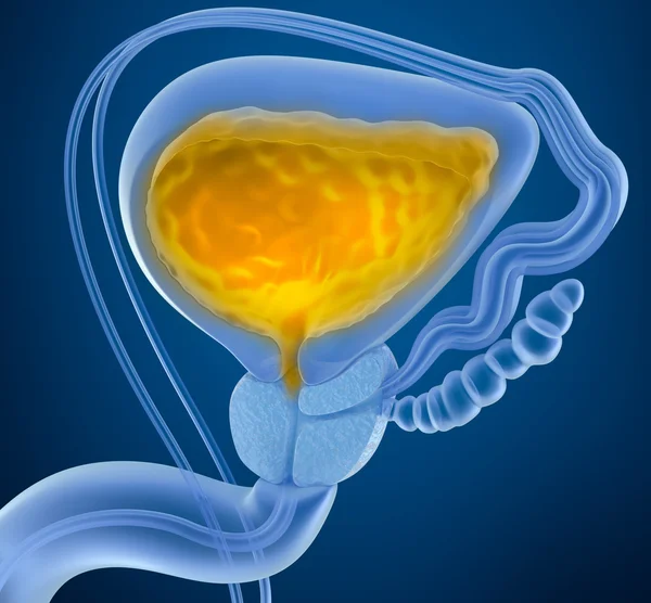 Vejiga urinaria con orina. Sección transversal de la vejiga urinaria. Vista de rayos X — Foto de Stock