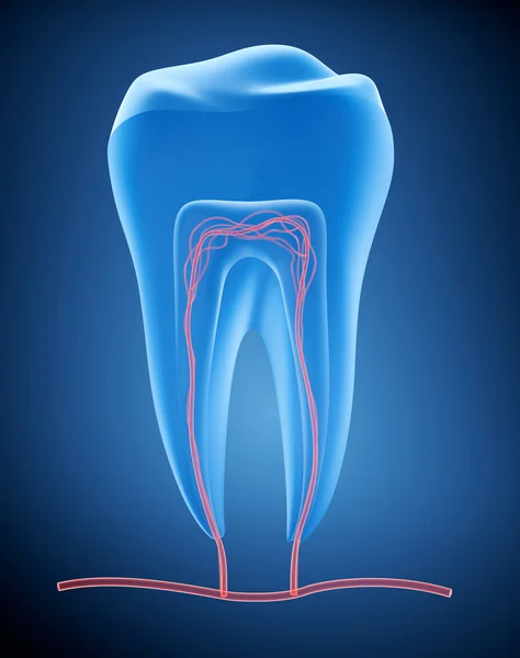 Anatomia dei denti sani nei dettagli. , vista a raggi X — Foto Stock