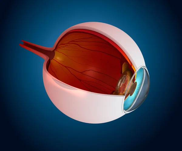 Göz anatomisi - beyaz izole iç yapısı — Stok fotoğraf