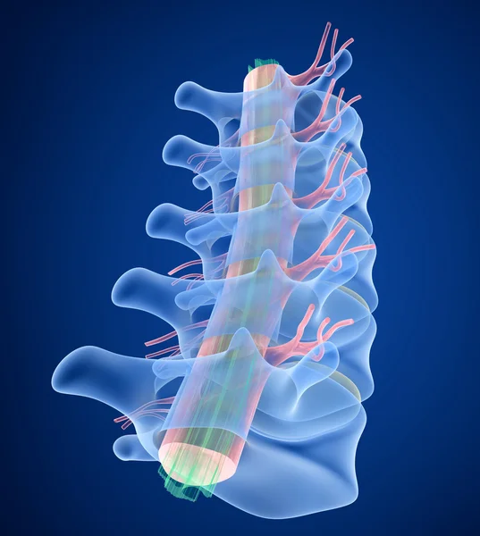 Vue radiographique de la colonne vertébrale humaine, rendu 3D — Photo