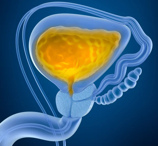 Urinary bladder with urine. Cross section of urinary bladder. X-Ray view — Stock Image Urinary bladder with urine. Cross section of urinary bladder. X-Ray view Stock Image