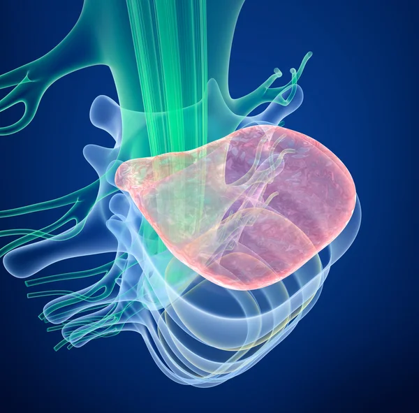 Spinal cord under pressure of bulging disc, X-Ray view. 3D illustration — Stock Image Spinal cord under pressure of bulging disc, X-Ray view. 3D illustration Stock Photo