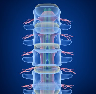 Human Spine x-ray view, 3D render clipart