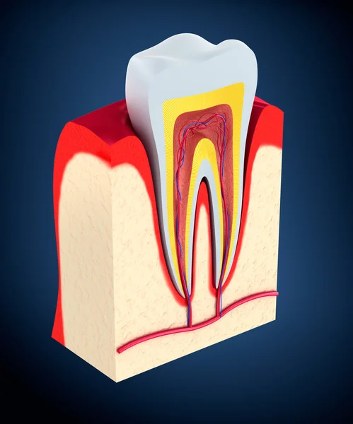 Abschnitt des Zahnes. Fruchtfleisch mit Nerven und Blutgefäßen. — Stockfoto