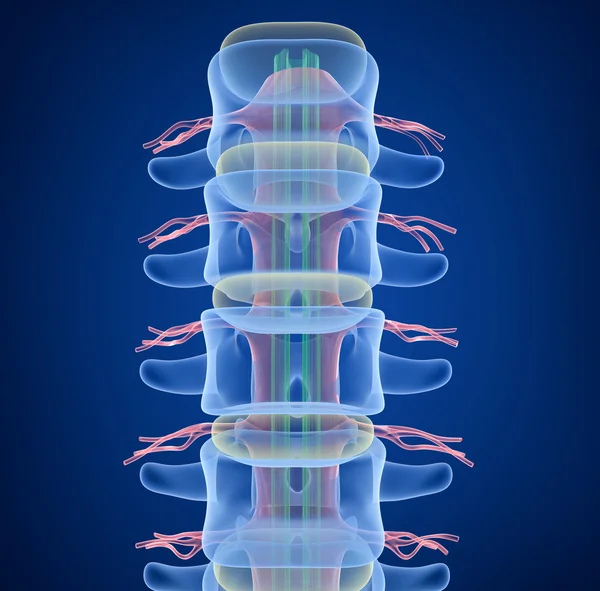 Vista de rayos X de columna vertebral humana, renderizado 3D — Foto de Stock