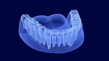 Diş kökü anatomisi, röntgen görüntüsü. Tıbben doğru 3 boyutlu diş canlandırması