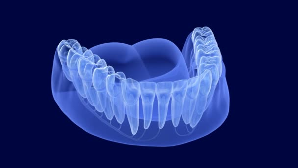 Anatomía de la raíz de los dientes, vista de rayos X. Animación dental 3D médicamente precisa — Vídeo de stock