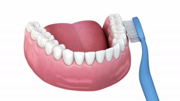 Teeth brushing, cleaning process. Medically accurate 3D animation of oral hygiene — Stock Video