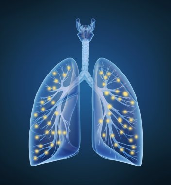Human lungs and bronchi and oxygen in x-ray view clipart