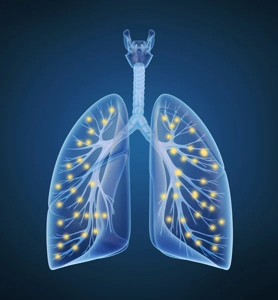 Human lungs and bronchi and oxygen in x-ray view — Stock Photo, Image