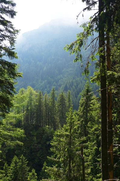 Sunny morning in the Romania mountains — Stock Photo, Image