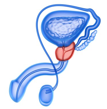 Prostat ve erkek üreme sistemi üzerinde beyaz izole