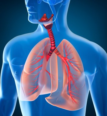 Anatomy of human respiratory system clipart