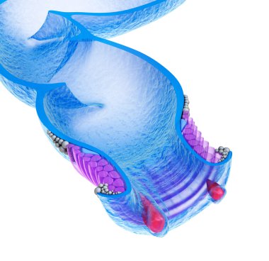 hemoroid: anal bozuklukları, xray görünümü