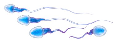 Sperm hücreleri üzerinde beyaz izole