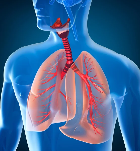 Anatomia del sistema respiratorio umano — Foto Stock