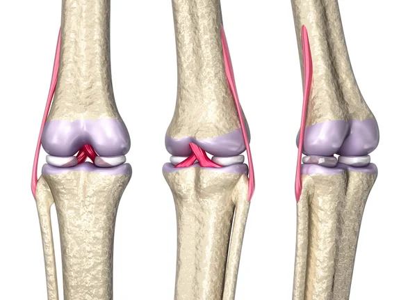 Anatomia da articulação do joelho, modelo 3D — Fotografia de Stock