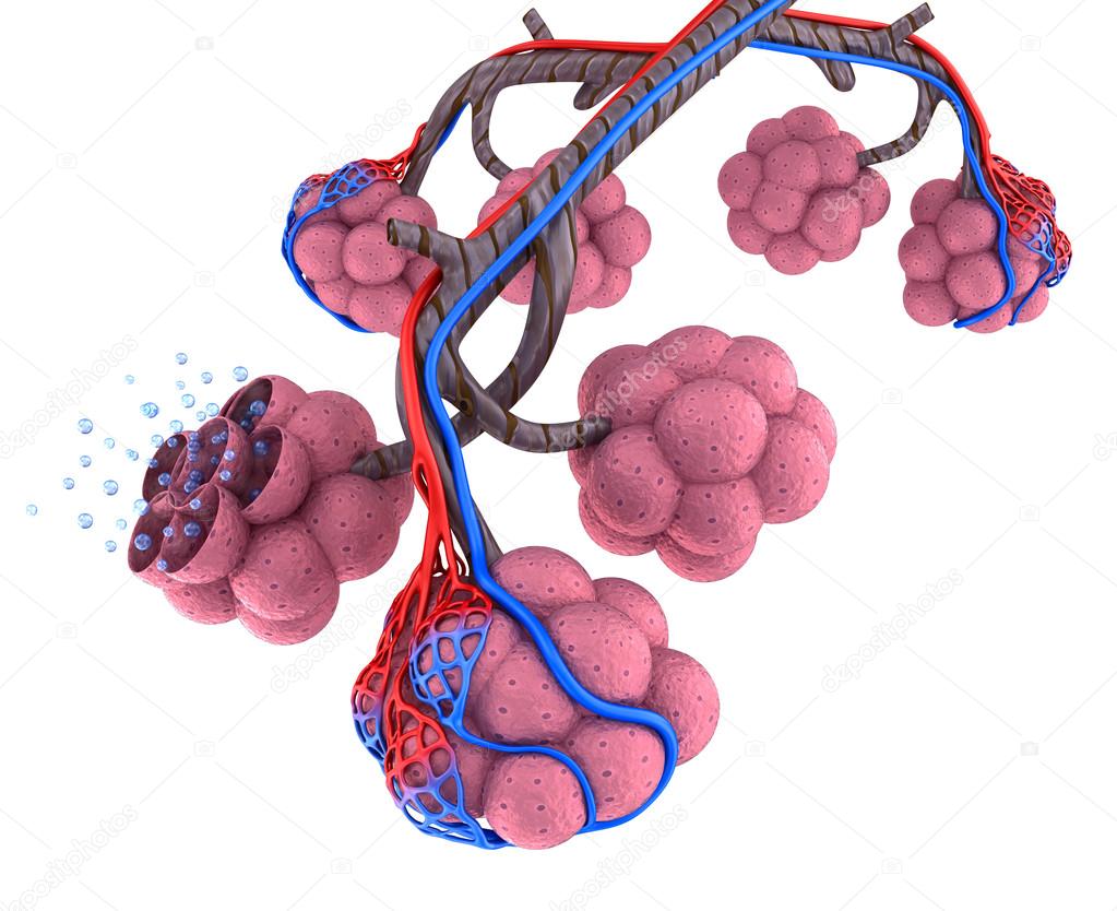 Alveoli in lungs - blood saturating by oxygen