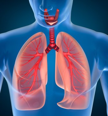 Anatomy of human respiratory system clipart